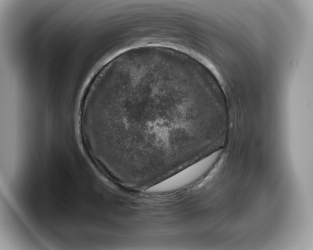 X0000099571525200805301530