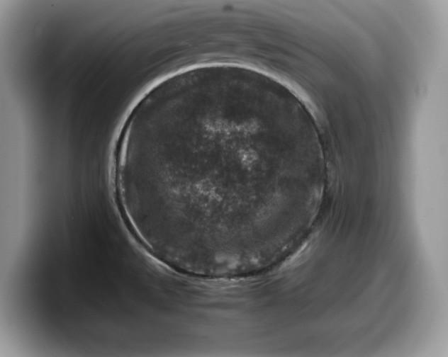 X0000099571527200805301530
