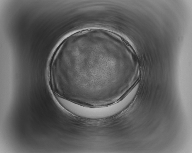 X0000099571531200805301530