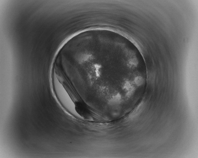 X0000099571533200805301530