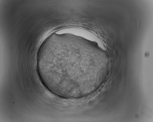 X0000099570005200806061614
