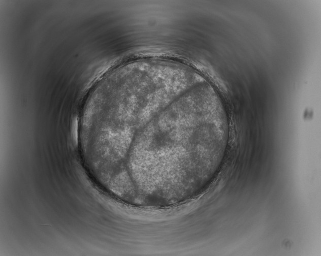 X0000099570014200806061614