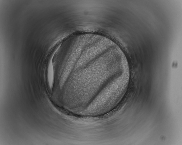 X0000099570020200806061614