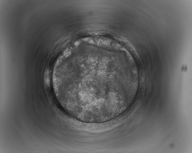 X0000099570026200806061614