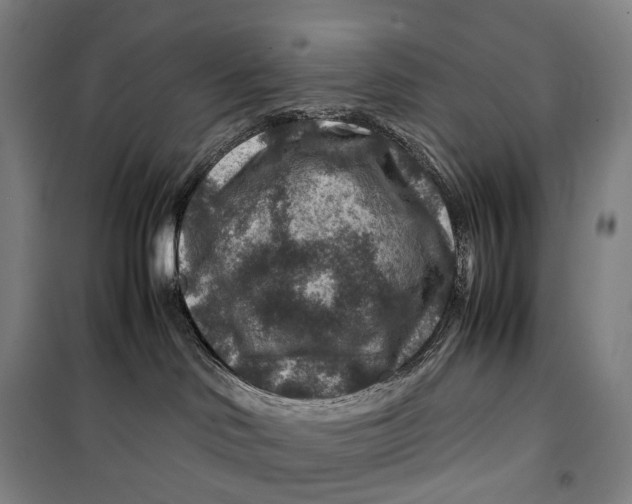 X0000099570046200806061613