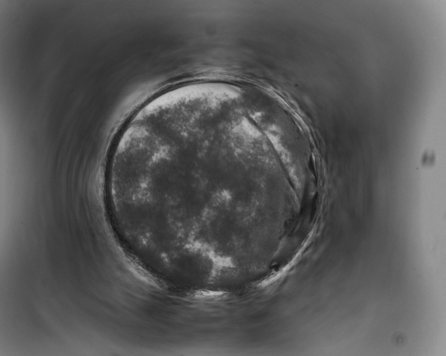X0000099570055200806061613