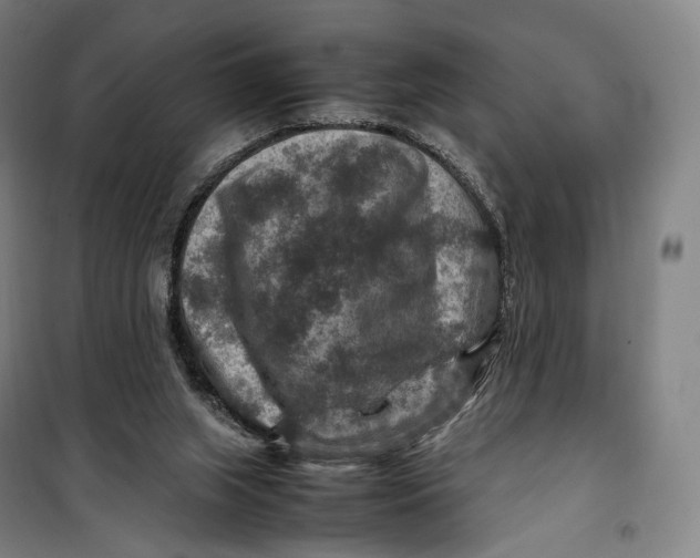 X0000099570063200806061613
