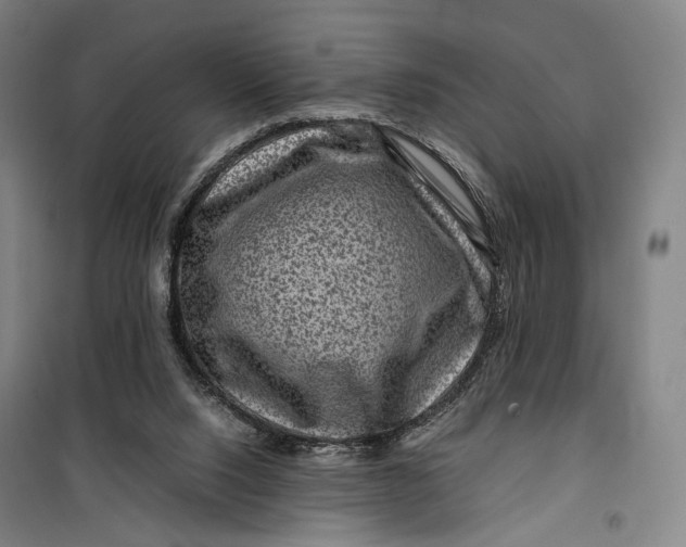 X0000099570064200806061613