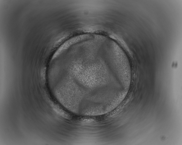X0000099570066200806061613