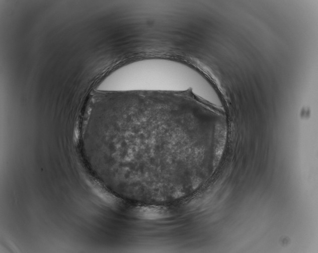 X0000099570069200806061613
