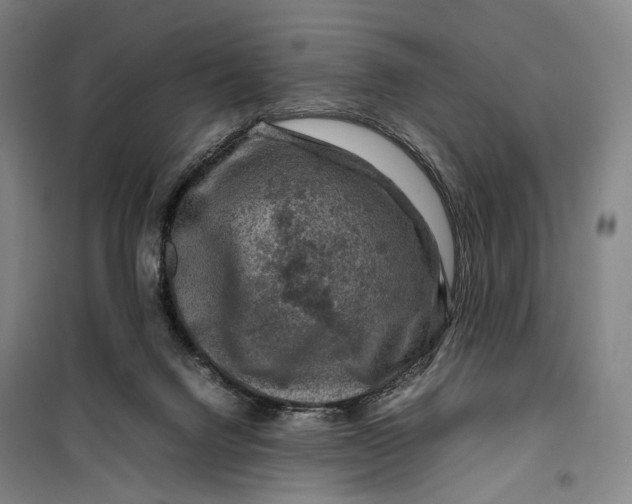 X0000099570072200806061613