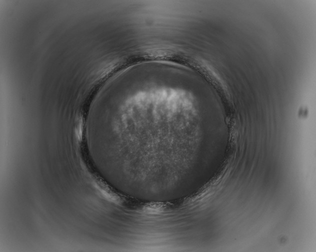 X0000099570076200806061613