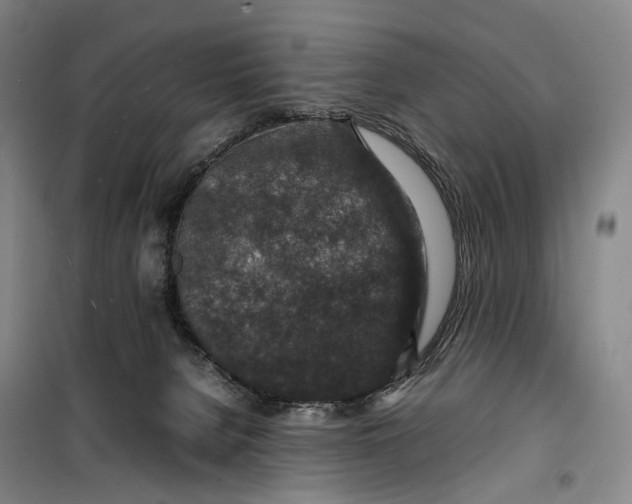 X0000099570080200806061613