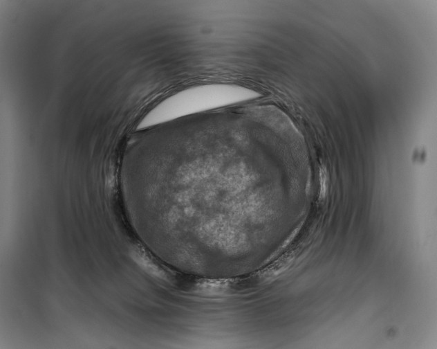 X0000099570084200806061613