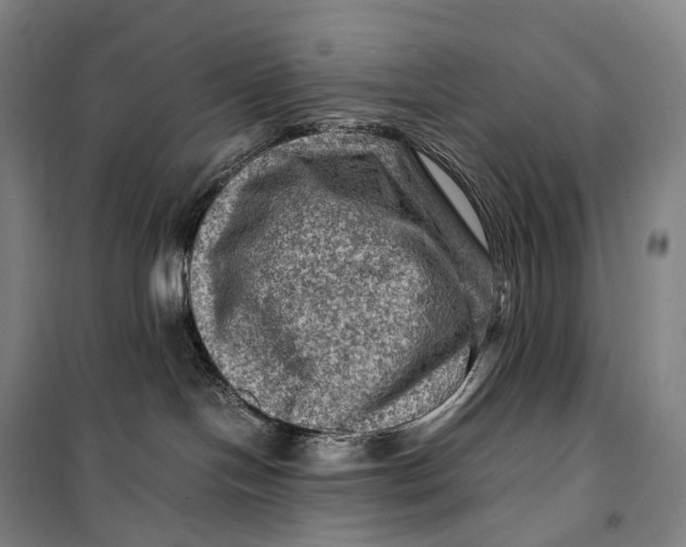 X0000099570094200806061613
