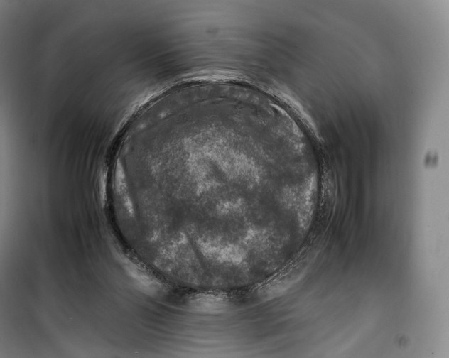 X0000099570110200806061612
