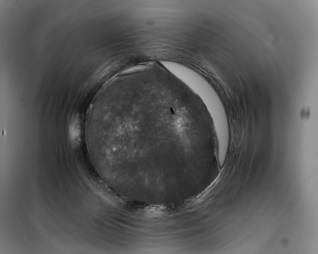 X0000099570124200806061612