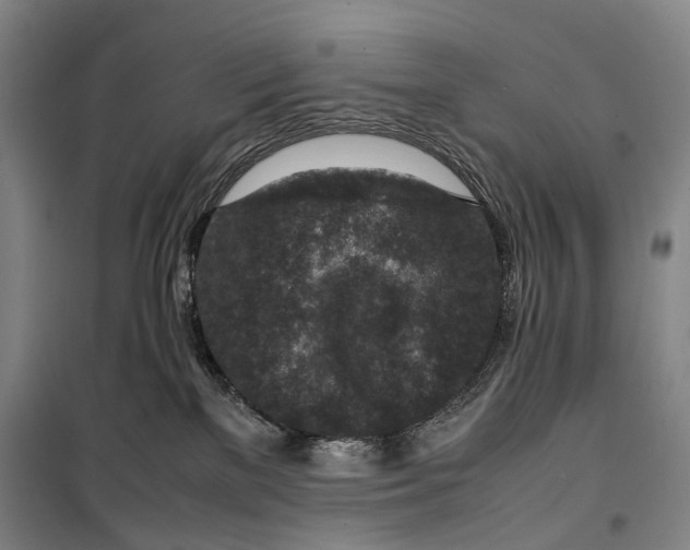 X0000099570137200806061612