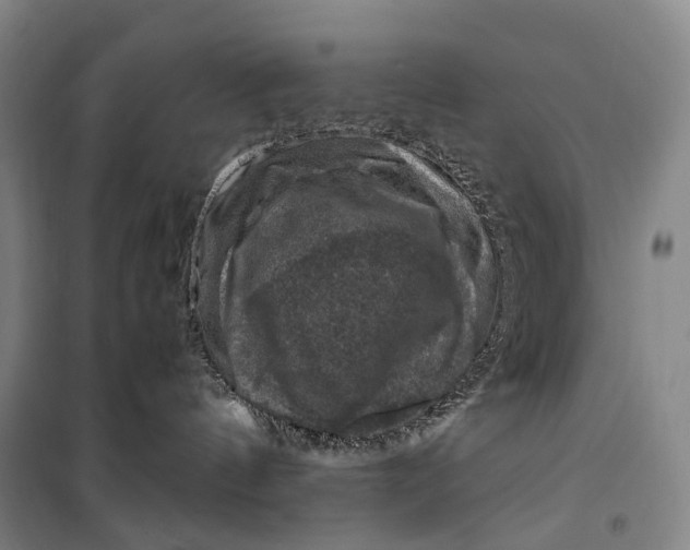 X0000099570144200806061612