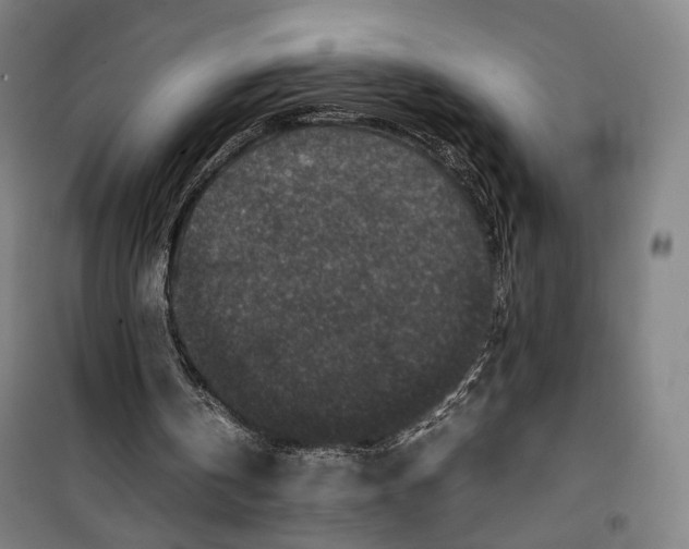X0000099570146200806061611