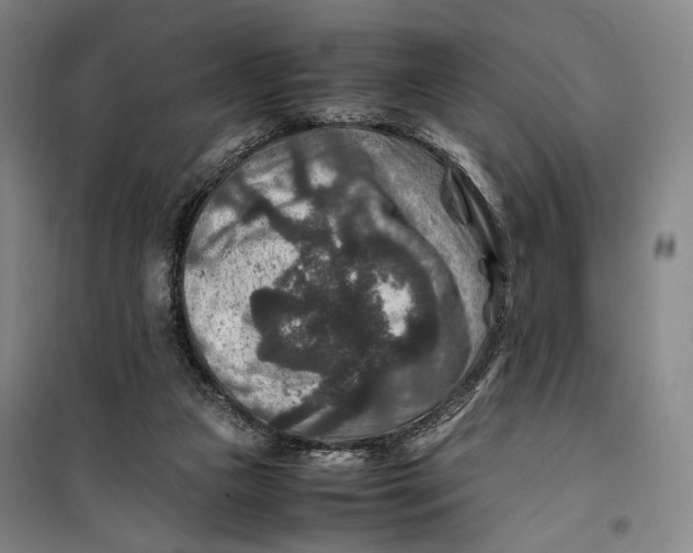 X0000099570161200806061611
