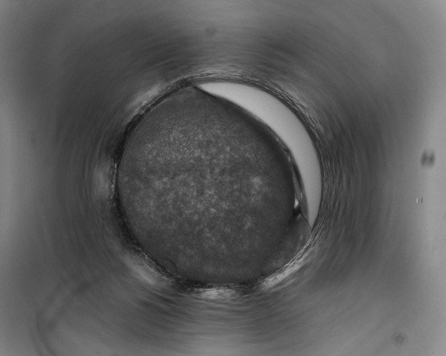 X0000099570168200806061612