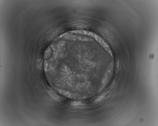 X0000099570177200806061612