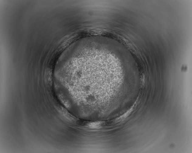 X0000099570178200806061612