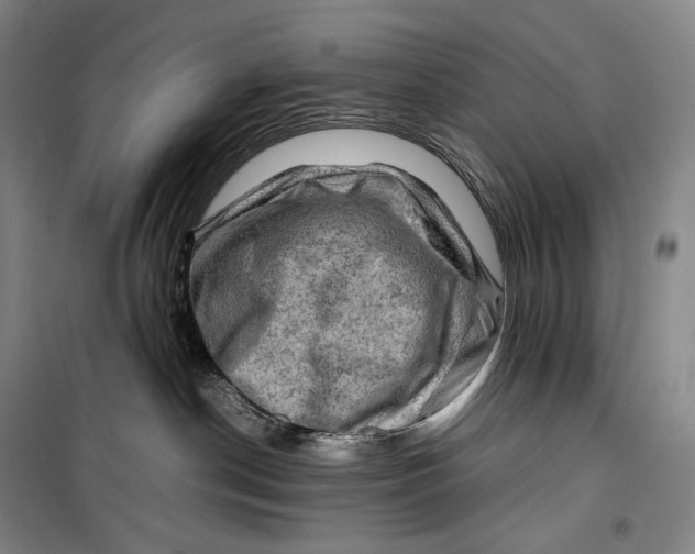 X0000099570190200806061612