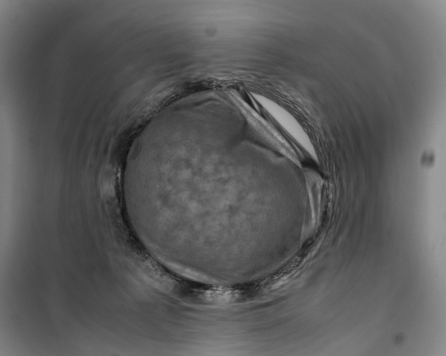 X0000099570225200806061611