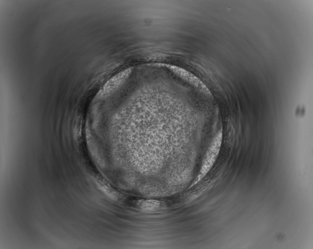 X0000099570230200806061610