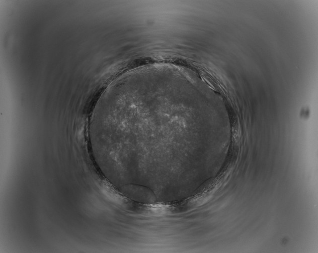X0000099570233200806061610