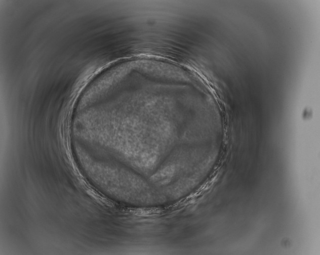 X0000099570241200806061610