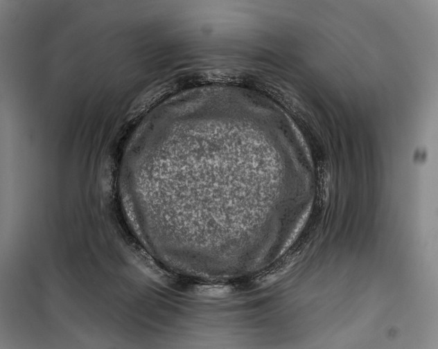 X0000099570266200806061610
