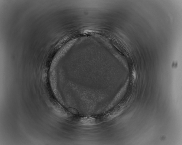 X0000099570271200806061610
