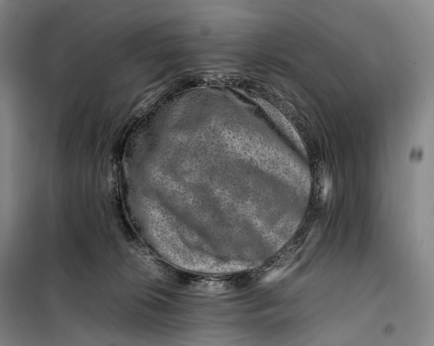 X0000099570276200806061610