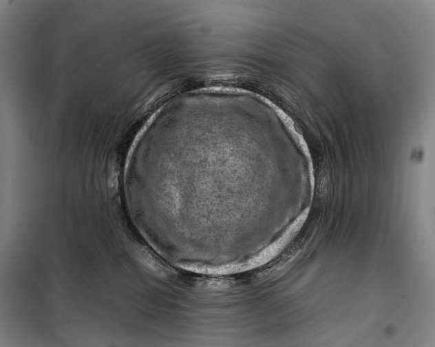 X0000099570282200806061610