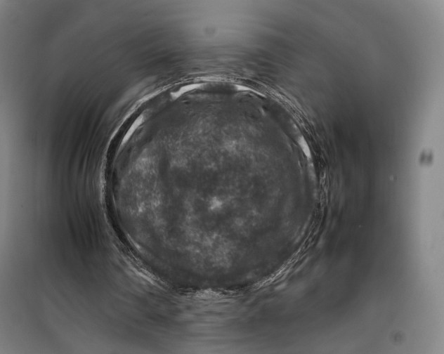 X0000099570290200806061609