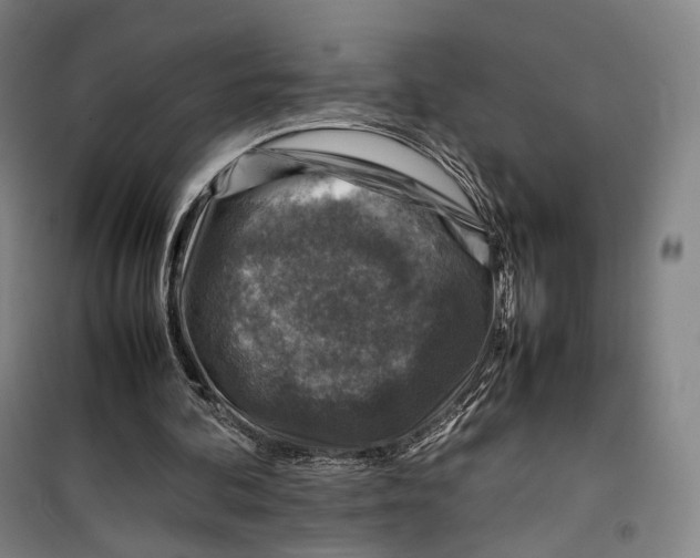 X0000099570292200806061609