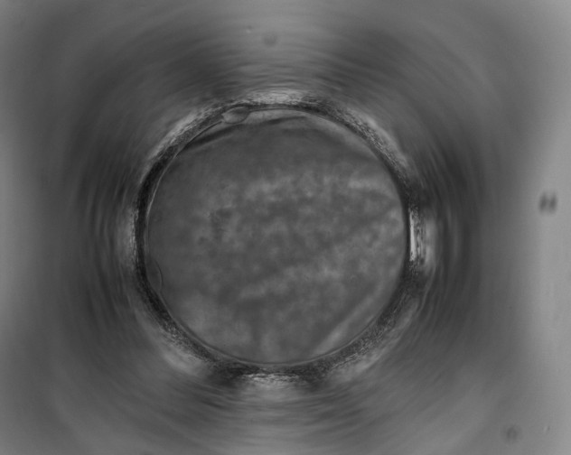 X0000099570300200806061609