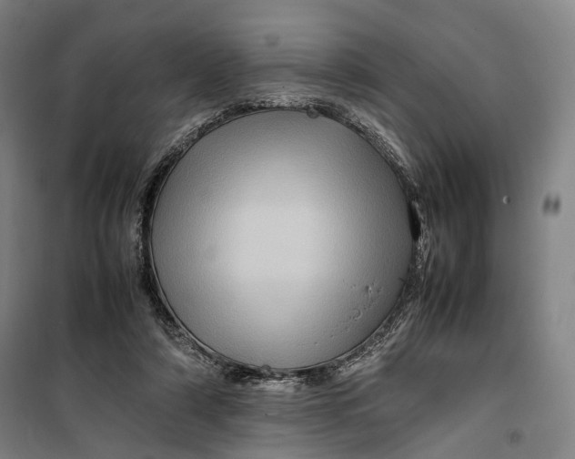 X0000099570306200806061609