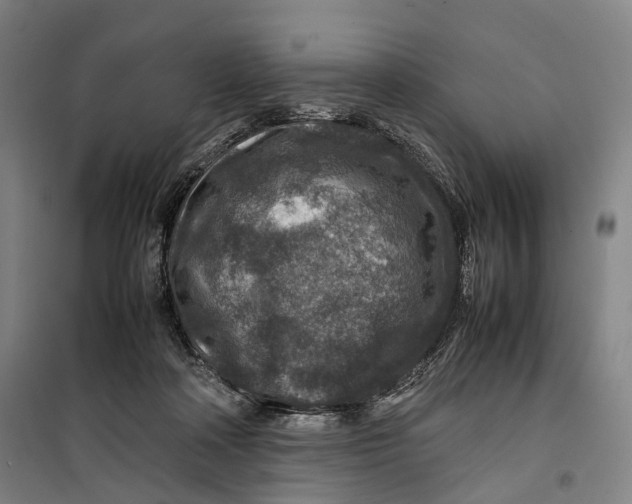 X0000099570314200806061609