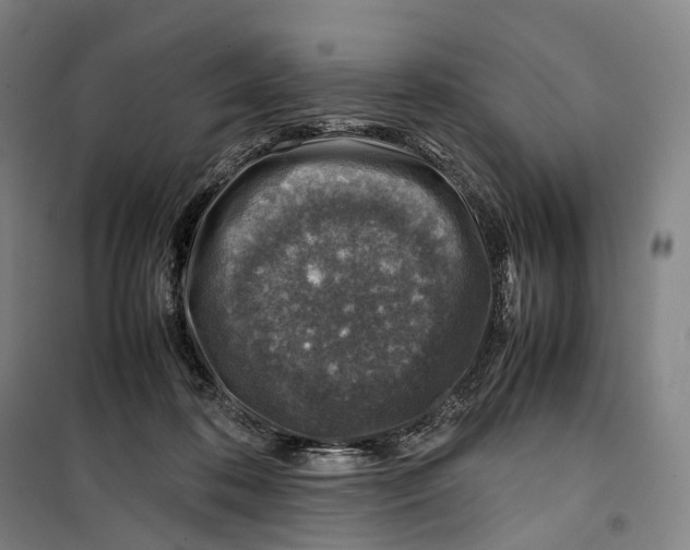X0000099570316200806061609