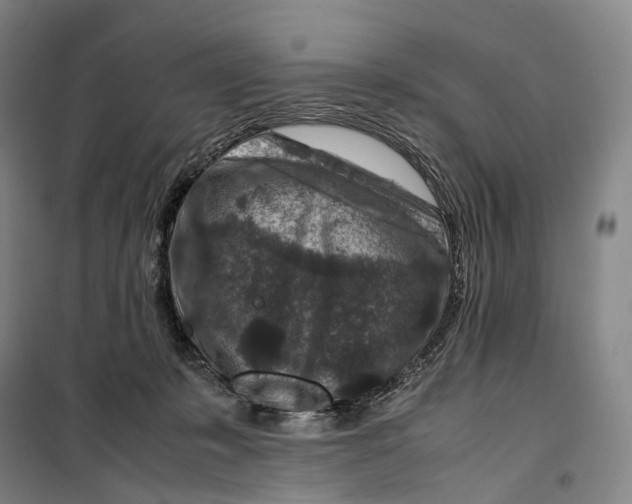 X0000099570319200806061609