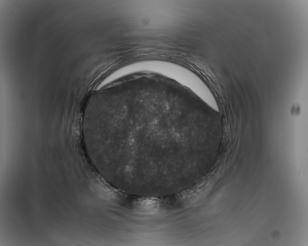 X0000099570325200806061609