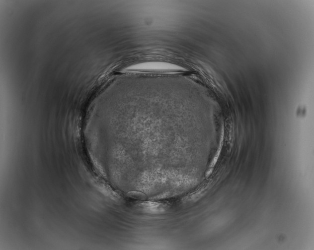X0000099570326200806061609