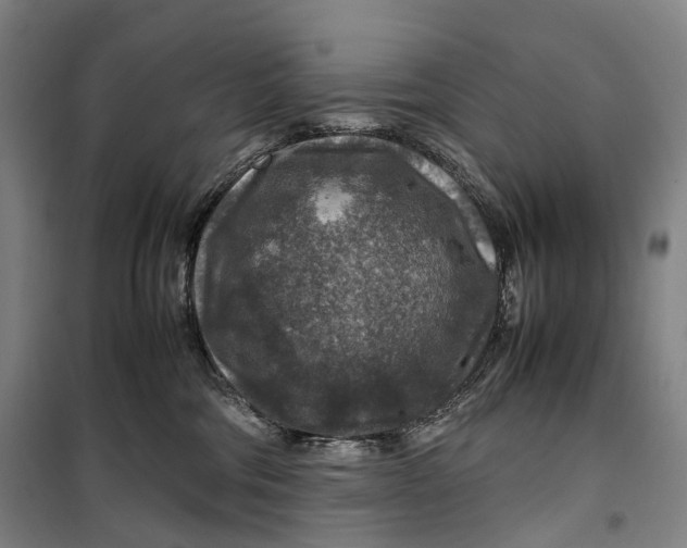 X0000099570330200806061609