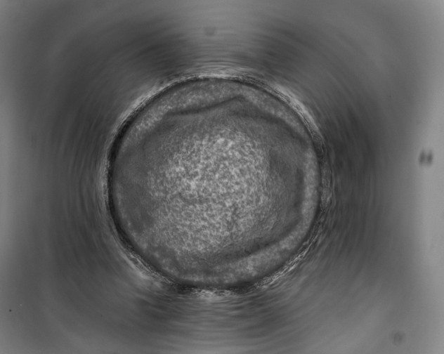X0000099570346200806061608