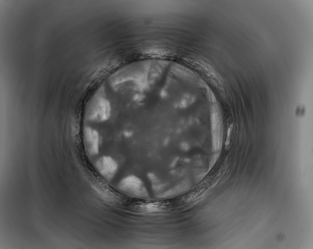 X0000099570365200806061608