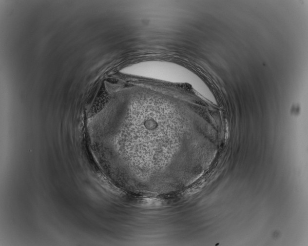 X0000099570376200806061609